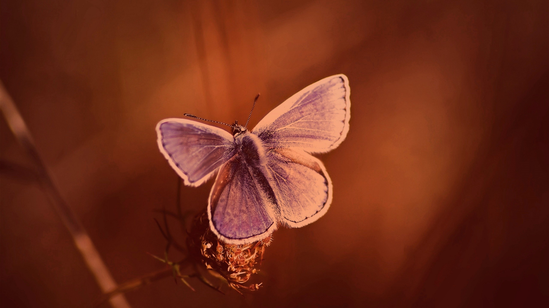 Обои lycaenid, насекомое, мотыльки и бабочки, бабочка, беспозвоночных в разрешении 1920x1080