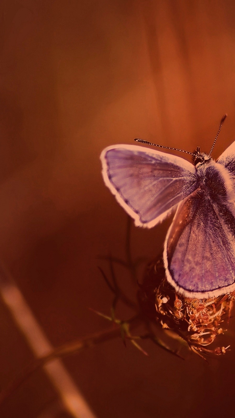 Обои lycaenid, насекомое, мотыльки и бабочки, бабочка, беспозвоночных в разрешении 750x1334