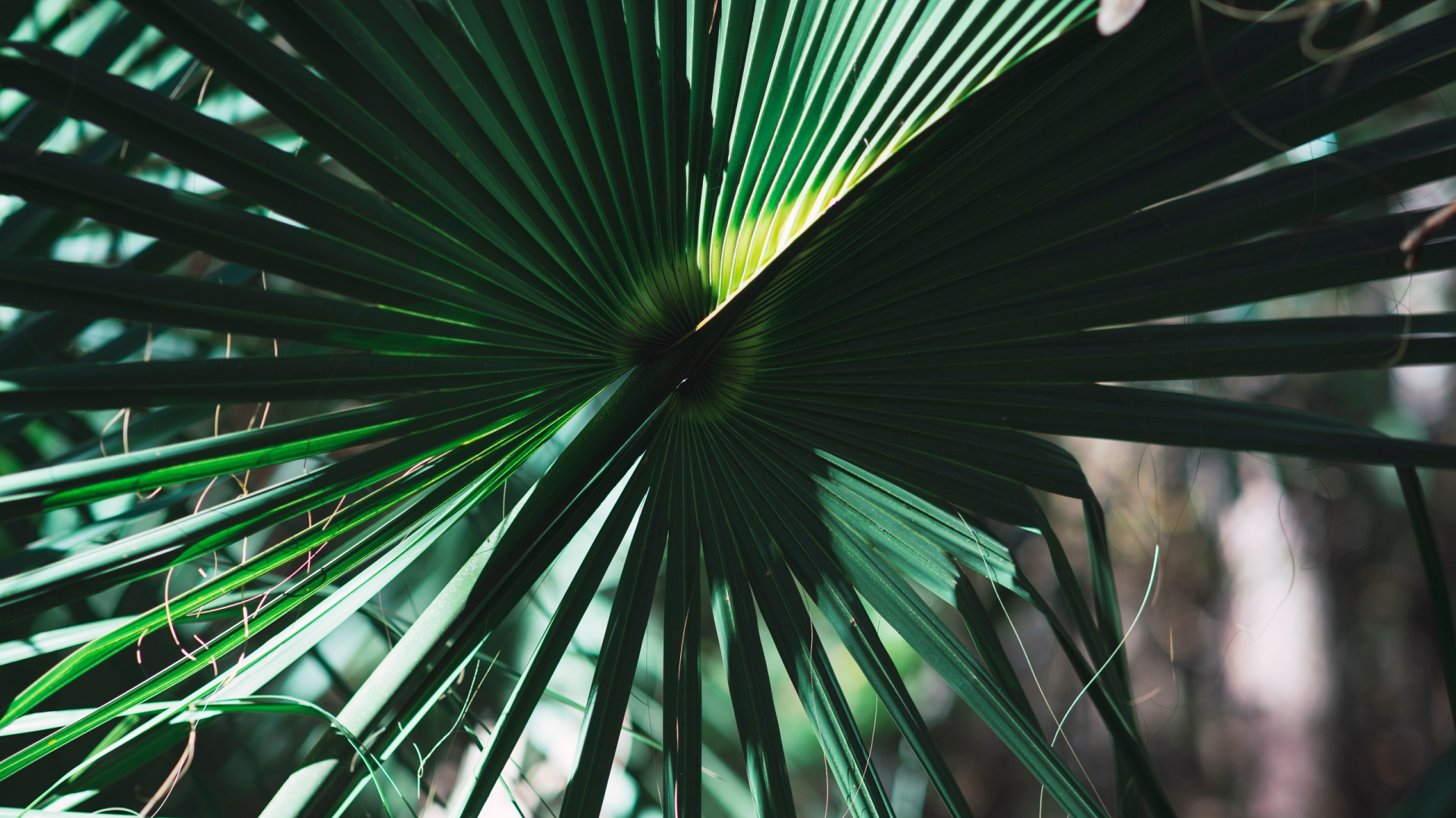Обои пальмовые рощи, лист, дерево, зеленый, Пальма в разрешении 1920x1080