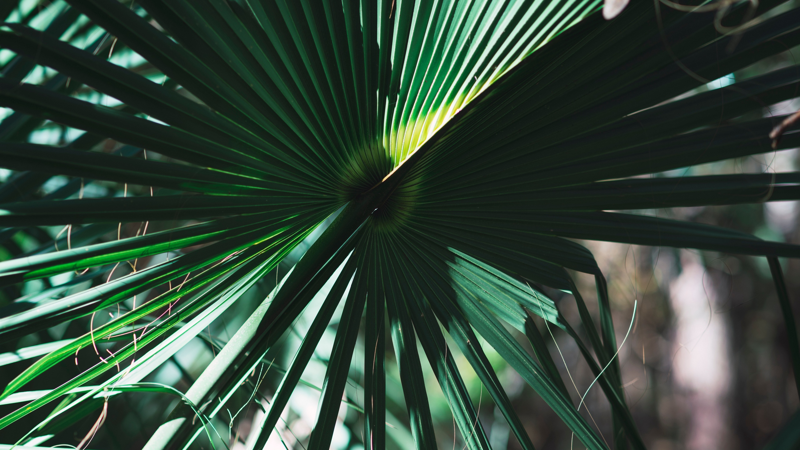 Обои пальмовые рощи, лист, дерево, зеленый, Пальма в разрешении 2560x1440