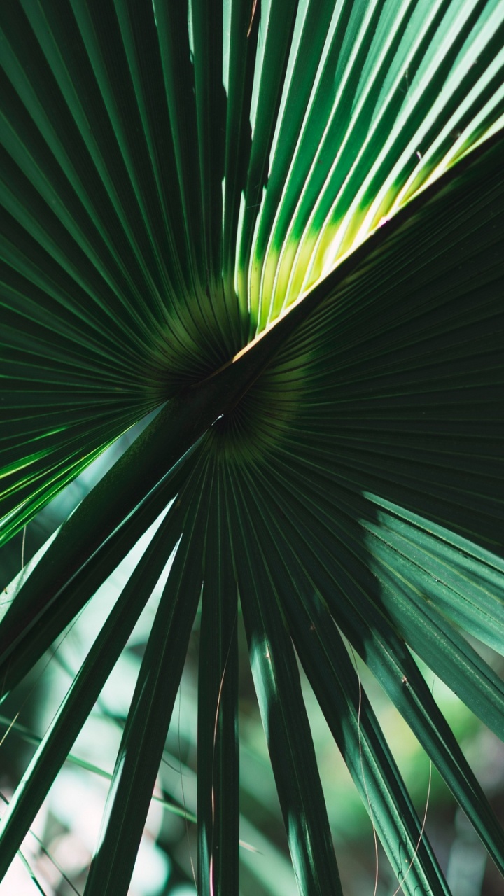 Обои пальмовые рощи, лист, дерево, зеленый, Пальма в разрешении 720x1280