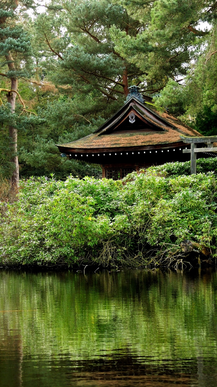 Обои релаксация, природа, растительность, природный заповедник, дерево в разрешении 720x1280