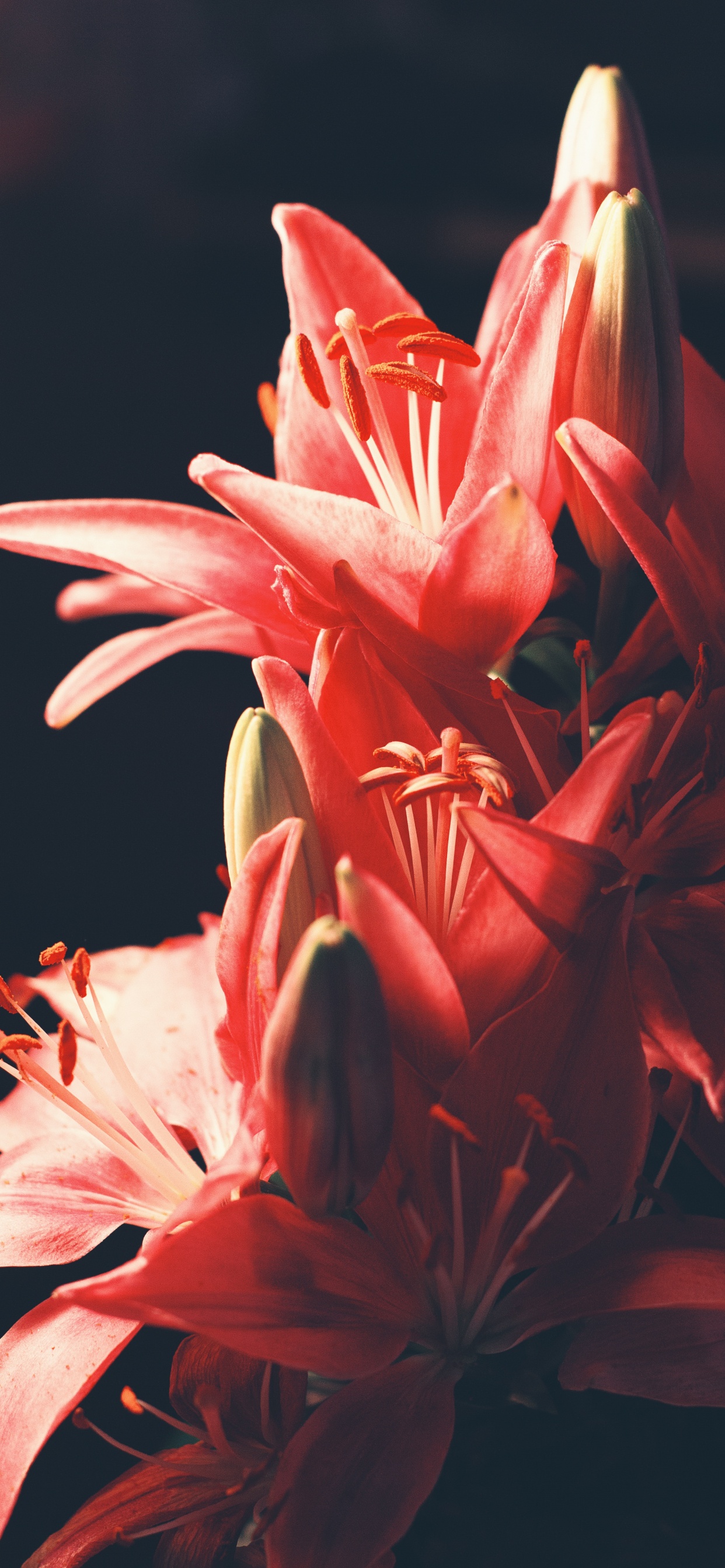 Обои цветок, Лилия, цветковое растение, красный цвет, розовый в разрешении 1242x2688