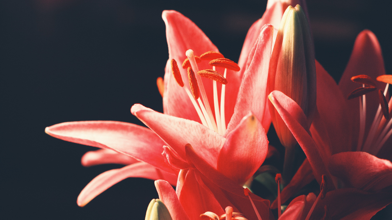 Обои цветок, Лилия, цветковое растение, красный цвет, розовый в разрешении 1366x768