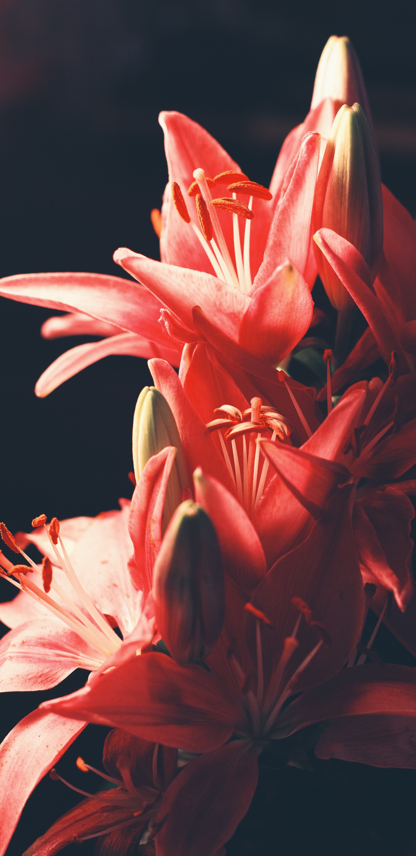 Обои цветок, Лилия, цветковое растение, красный цвет, розовый в разрешении 1440x2960