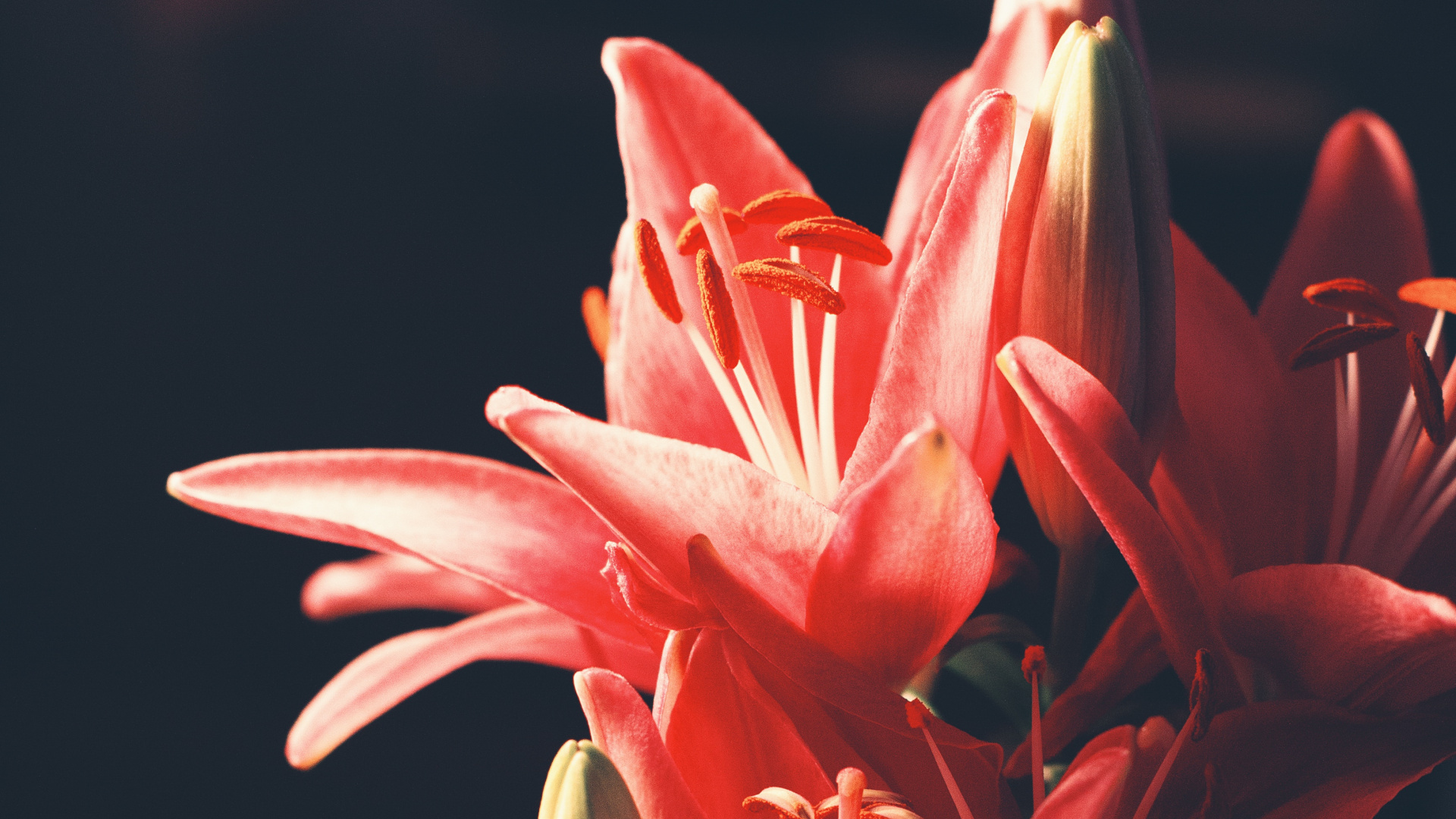 Обои цветок, Лилия, цветковое растение, красный цвет, розовый в разрешении 1920x1080
