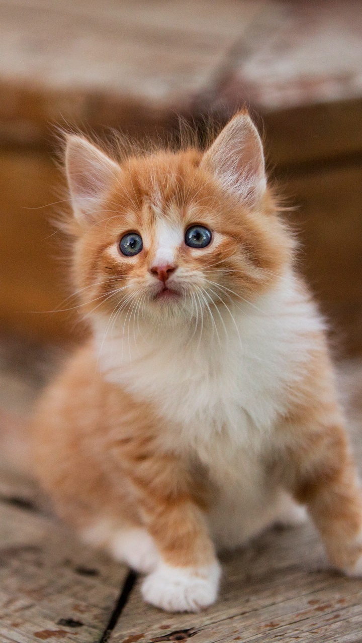 Обои котенок, персидская кошка, кошачьих, кот, бакенбарды в разрешении 720x1280