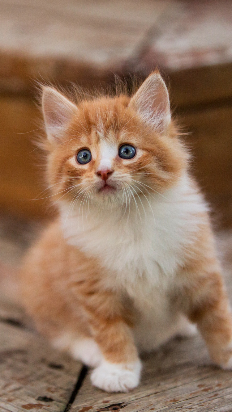 Обои котенок, персидская кошка, кошачьих, кот, бакенбарды в разрешении 750x1334