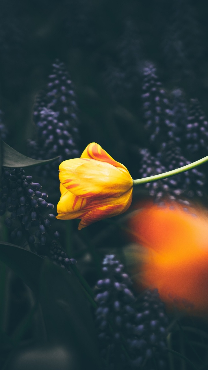 Обои самые красивые цитаты доброго утра, утро, котировка, день, цветок в разрешении 720x1280