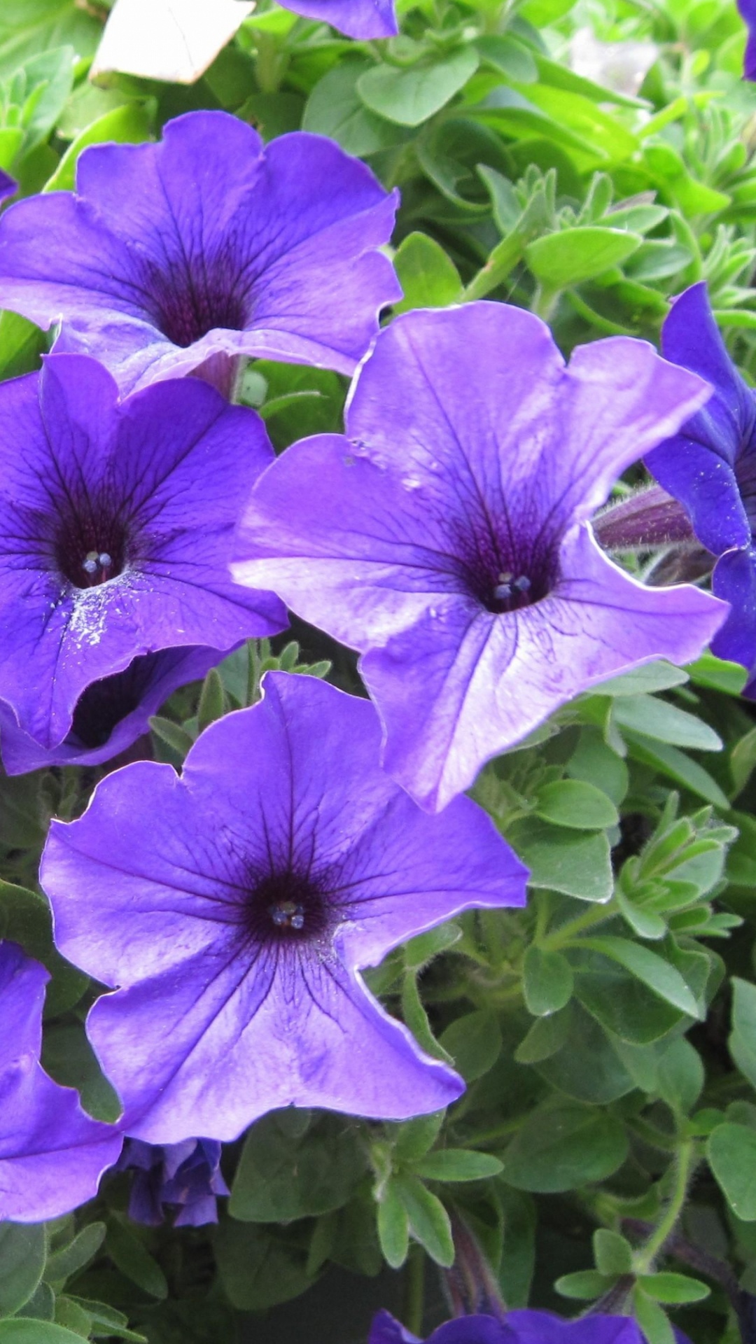 Обои петуния, пурпур, растение, почвопокровная, Виола в разрешении 1080x1920