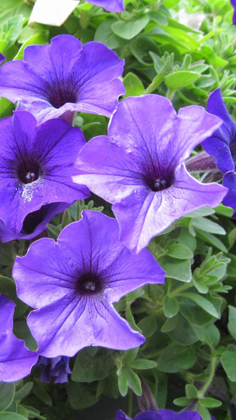 Обои петуния, пурпур, растение, почвопокровная, Виола в разрешении 750x1334