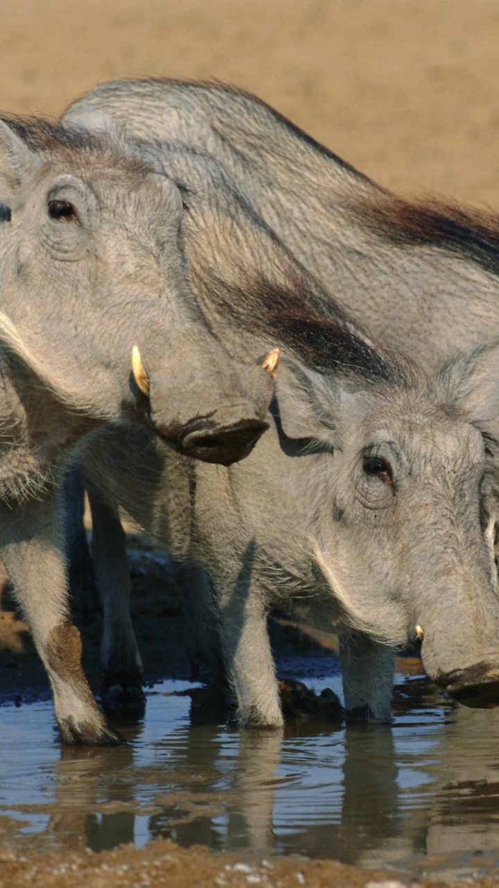 Обои Лев, Общие бородавочник, живая природа, Африка, бородавочник в разрешении 720x1280