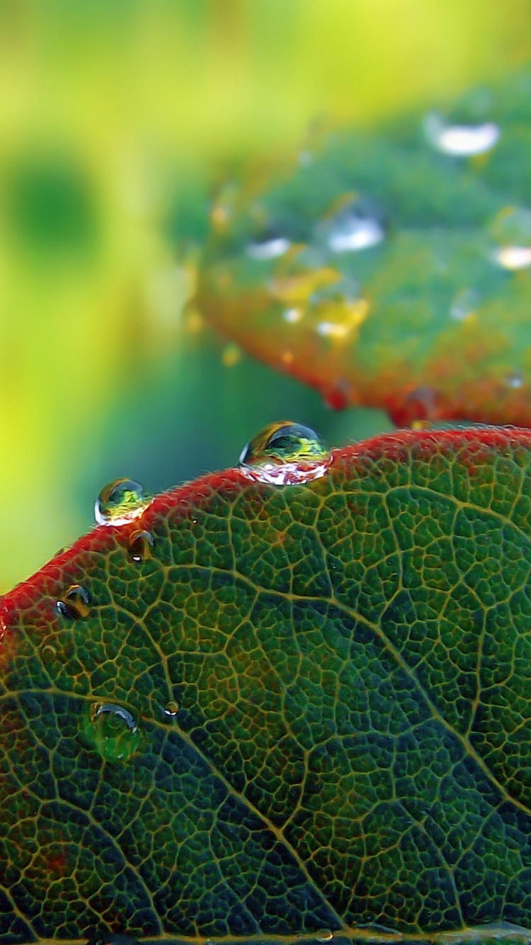 Обои зеленый, вода, роса, растительность, влага в разрешении 750x1334