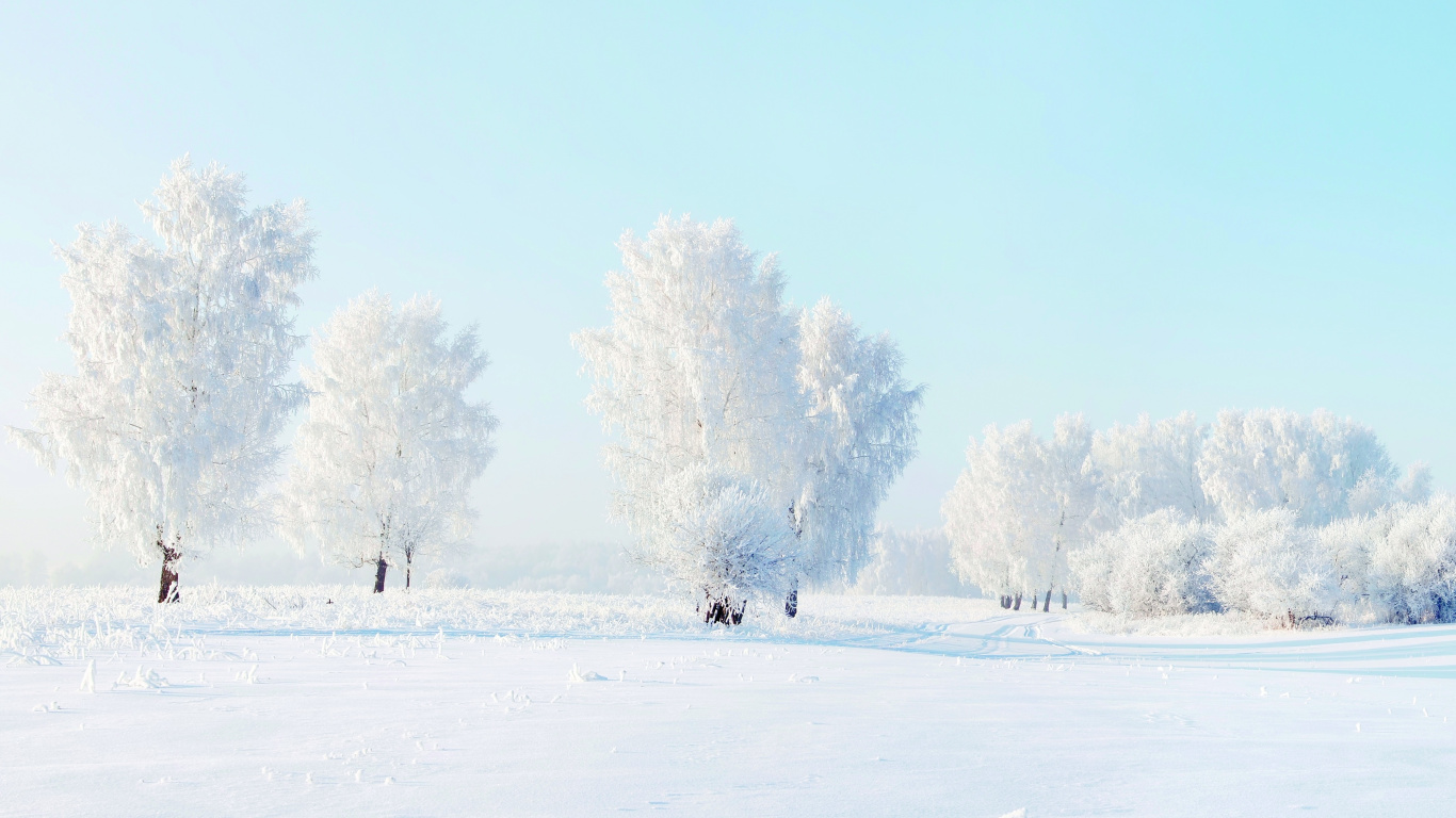 Обои снег, зима, замораживание, дерево, мороз в разрешении 1366x768