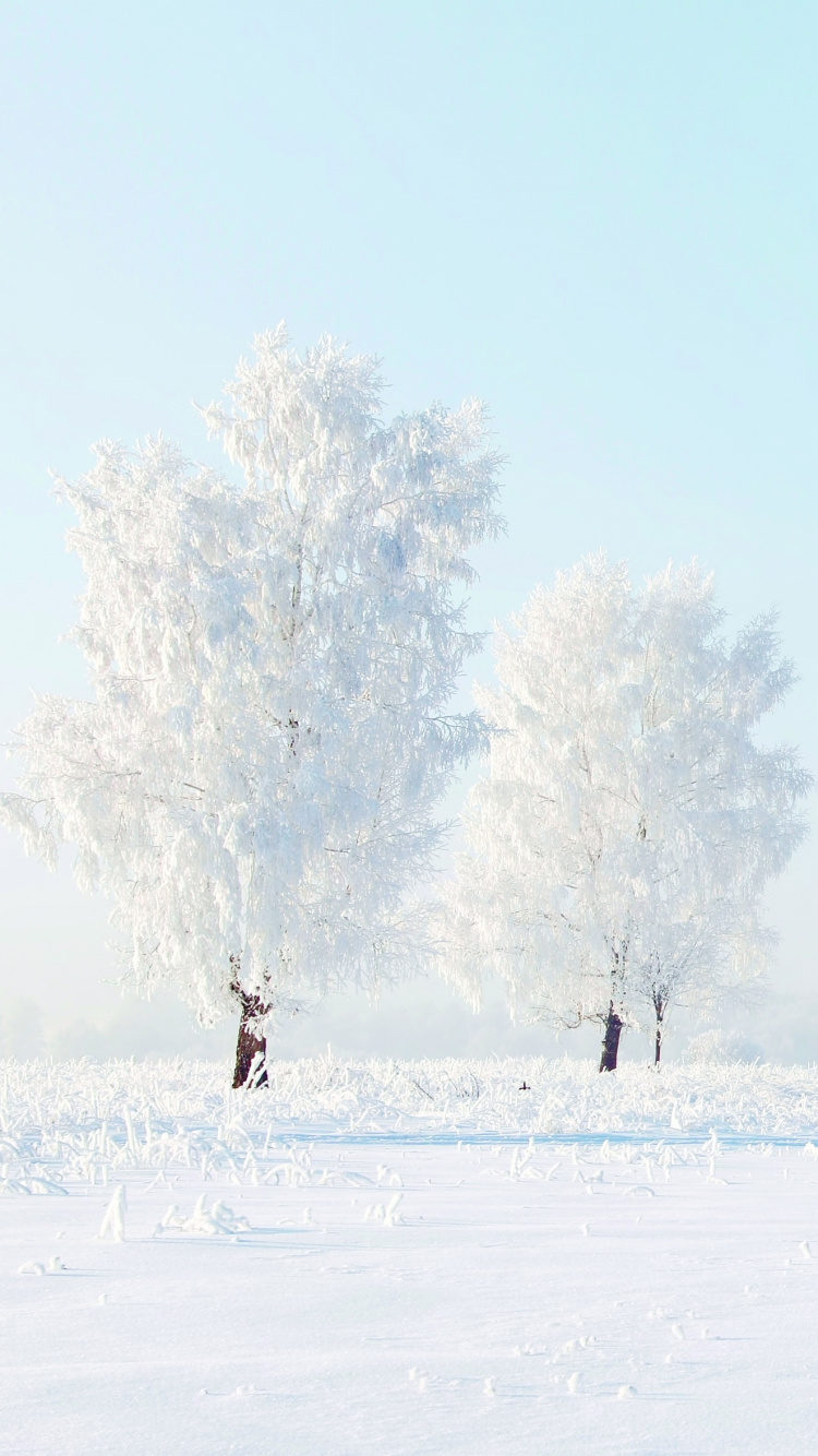 Обои снег, зима, замораживание, дерево, мороз в разрешении 750x1334