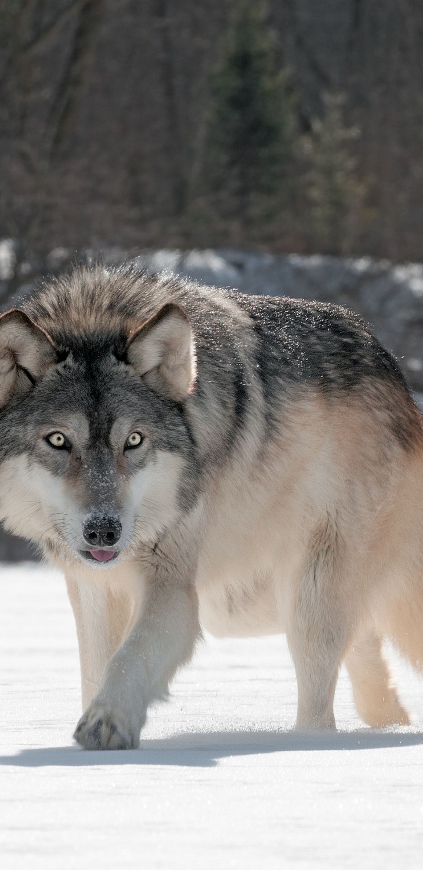 Обои пес, Псовые, волк, чехословацкий влчак, волкодав в разрешении 1440x2960
