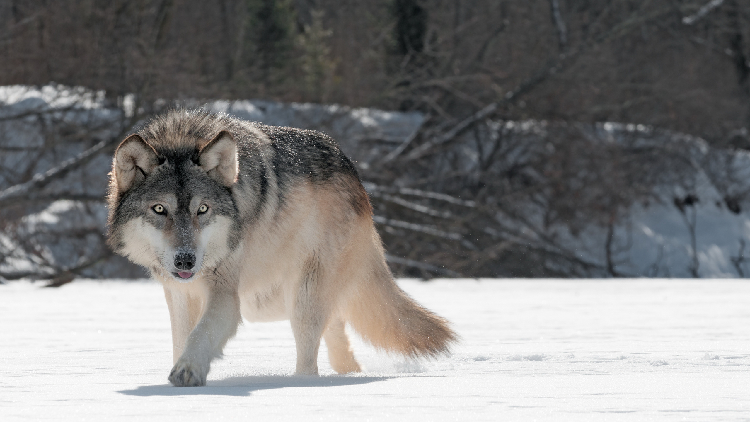 Обои пес, Псовые, волк, чехословацкий влчак, волкодав в разрешении 2560x1440