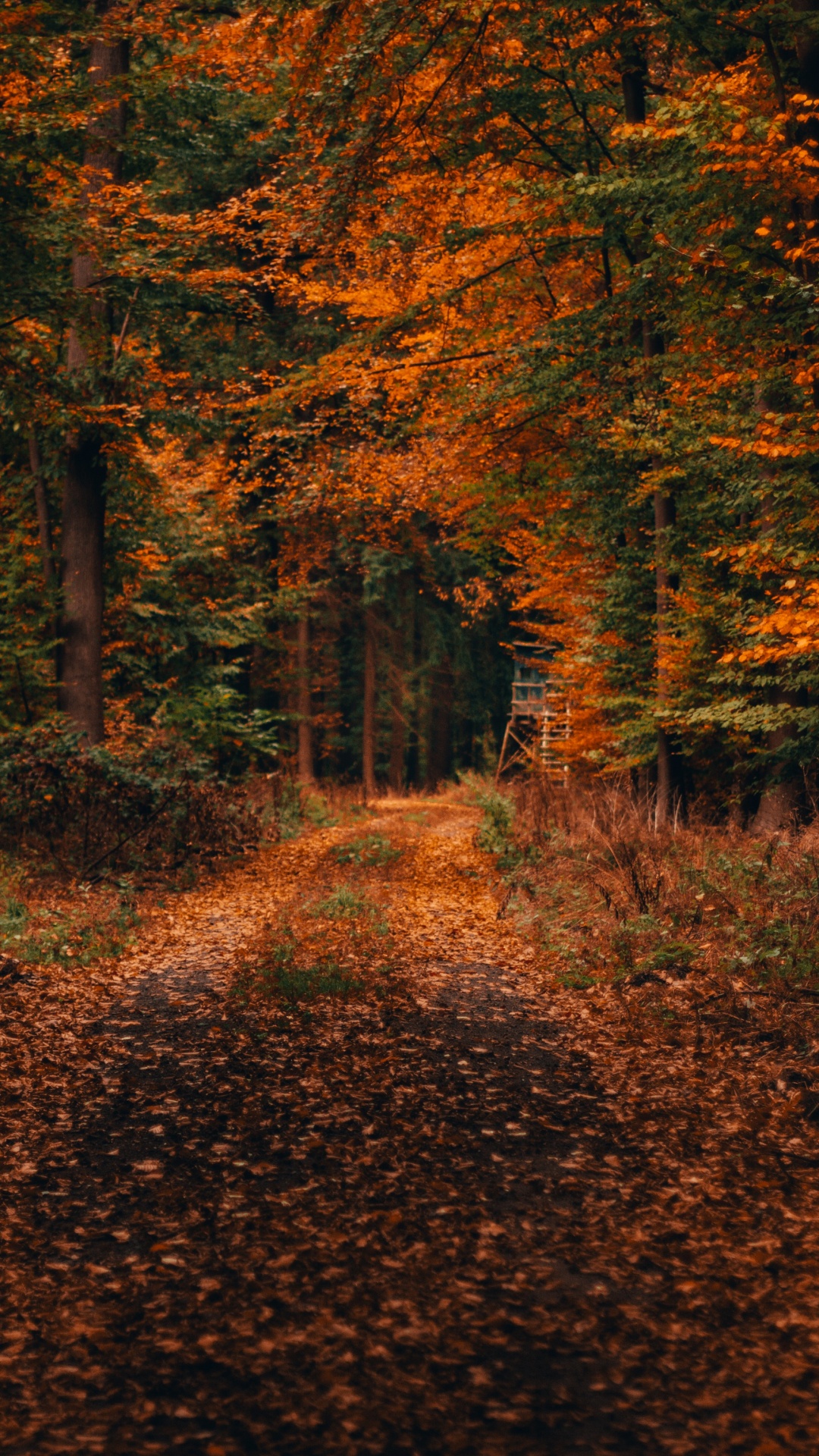 Обои осень, дерево, природа, лист, природный ландшафт в разрешении 1080x1920