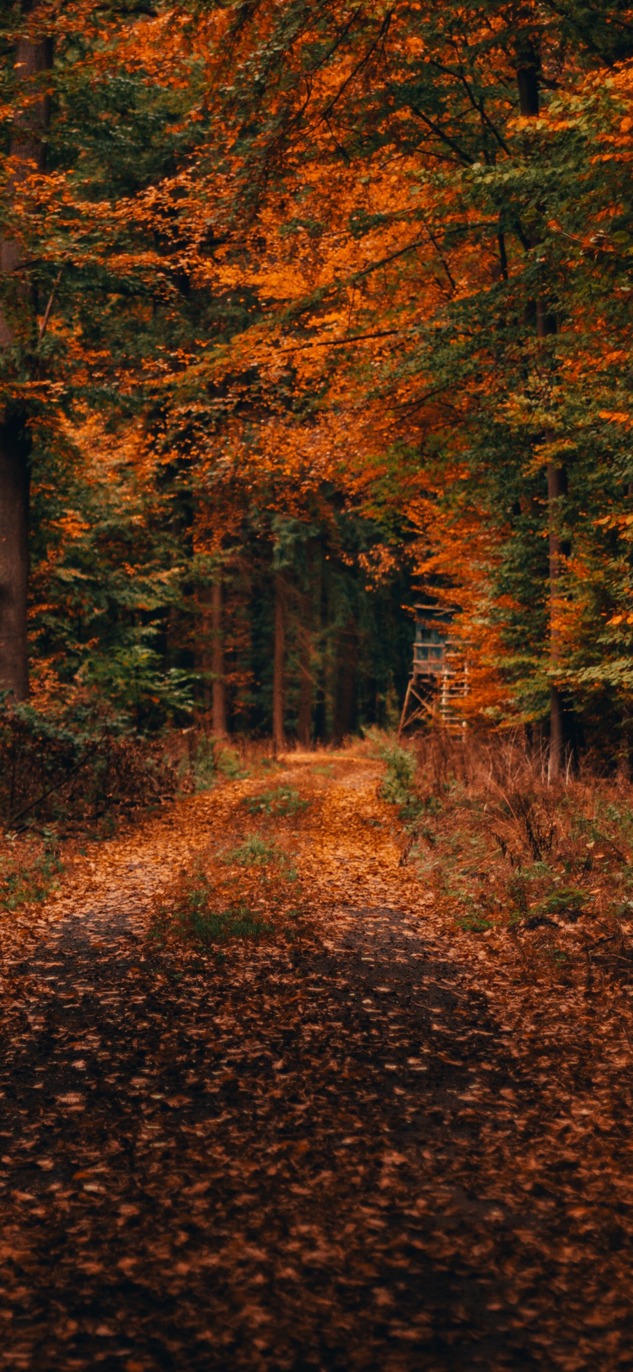 Обои осень, дерево, природа, лист, природный ландшафт в разрешении 1242x2688