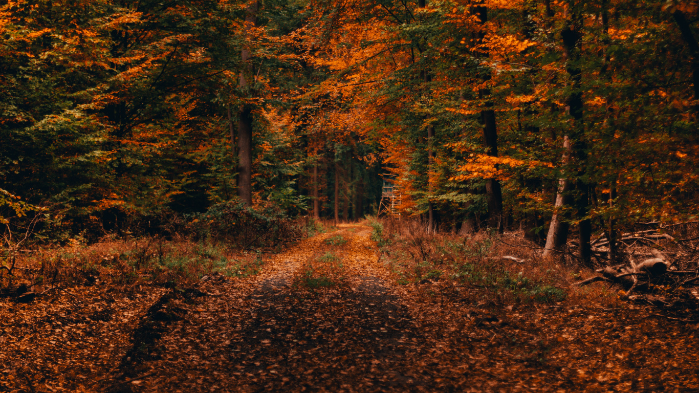 Обои осень, дерево, природа, лист, природный ландшафт в разрешении 1366x768