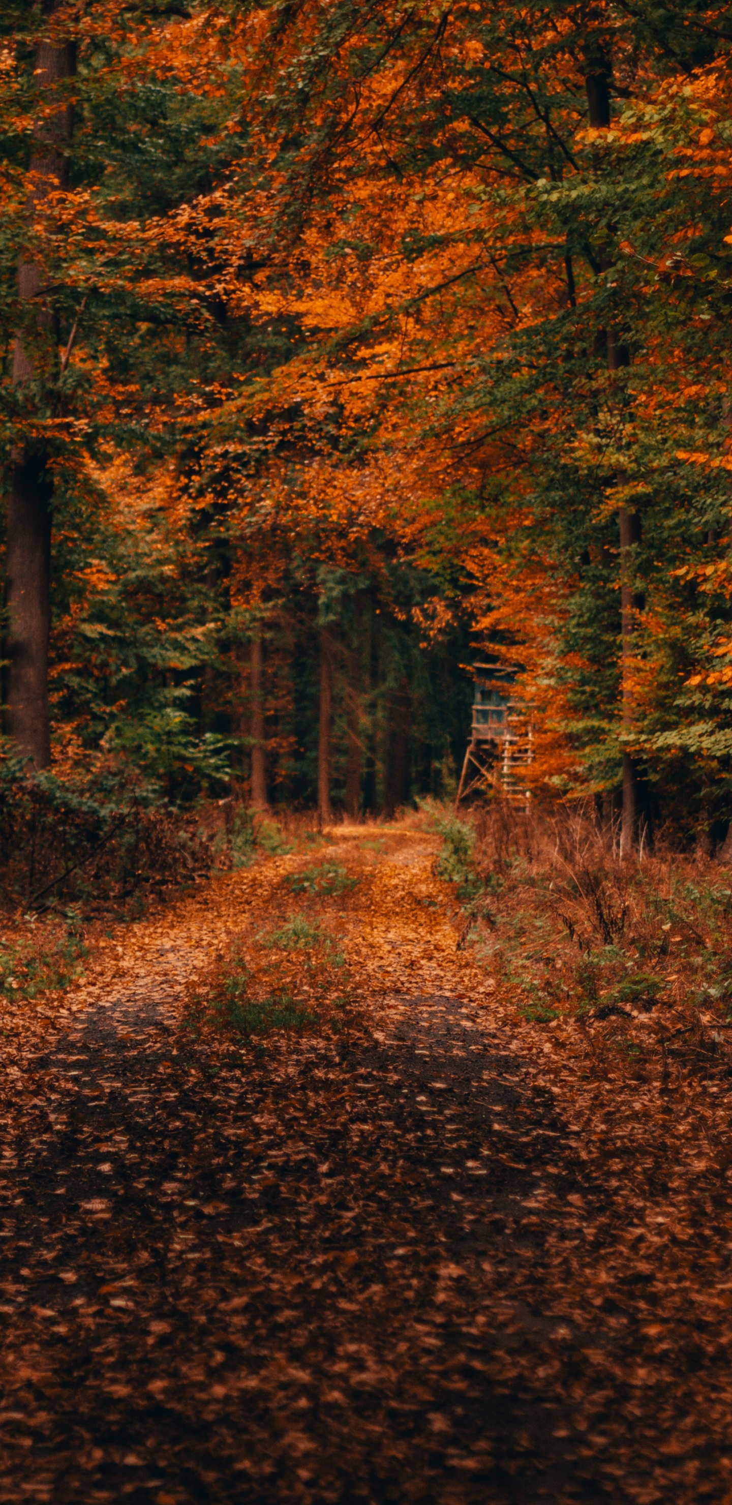 Обои осень, дерево, природа, лист, природный ландшафт в разрешении 1440x2960