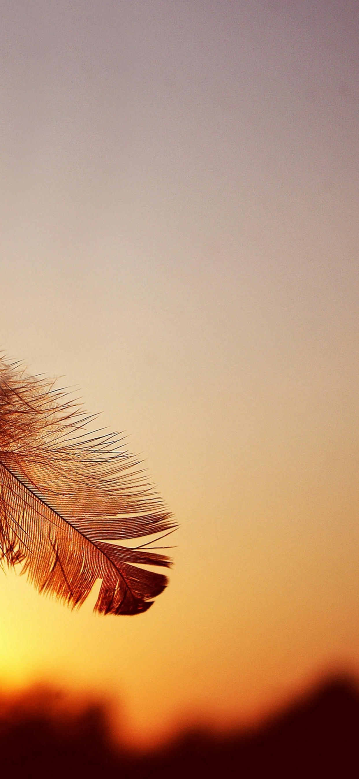 Обои андроид, смартфон, крупный план, Апельсин, лист в разрешении 1242x2688