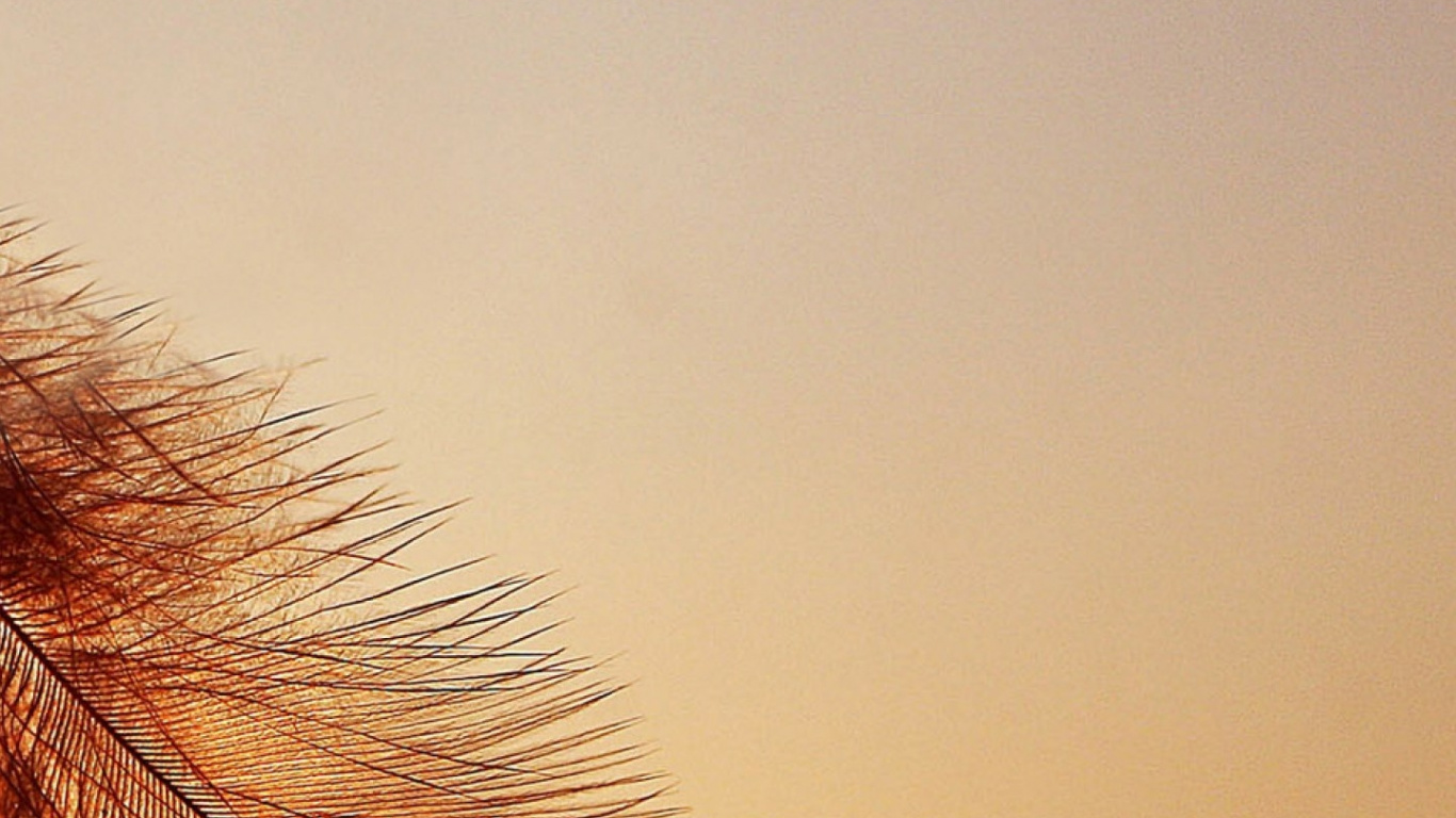 Обои андроид, смартфон, крупный план, Апельсин, лист в разрешении 1366x768