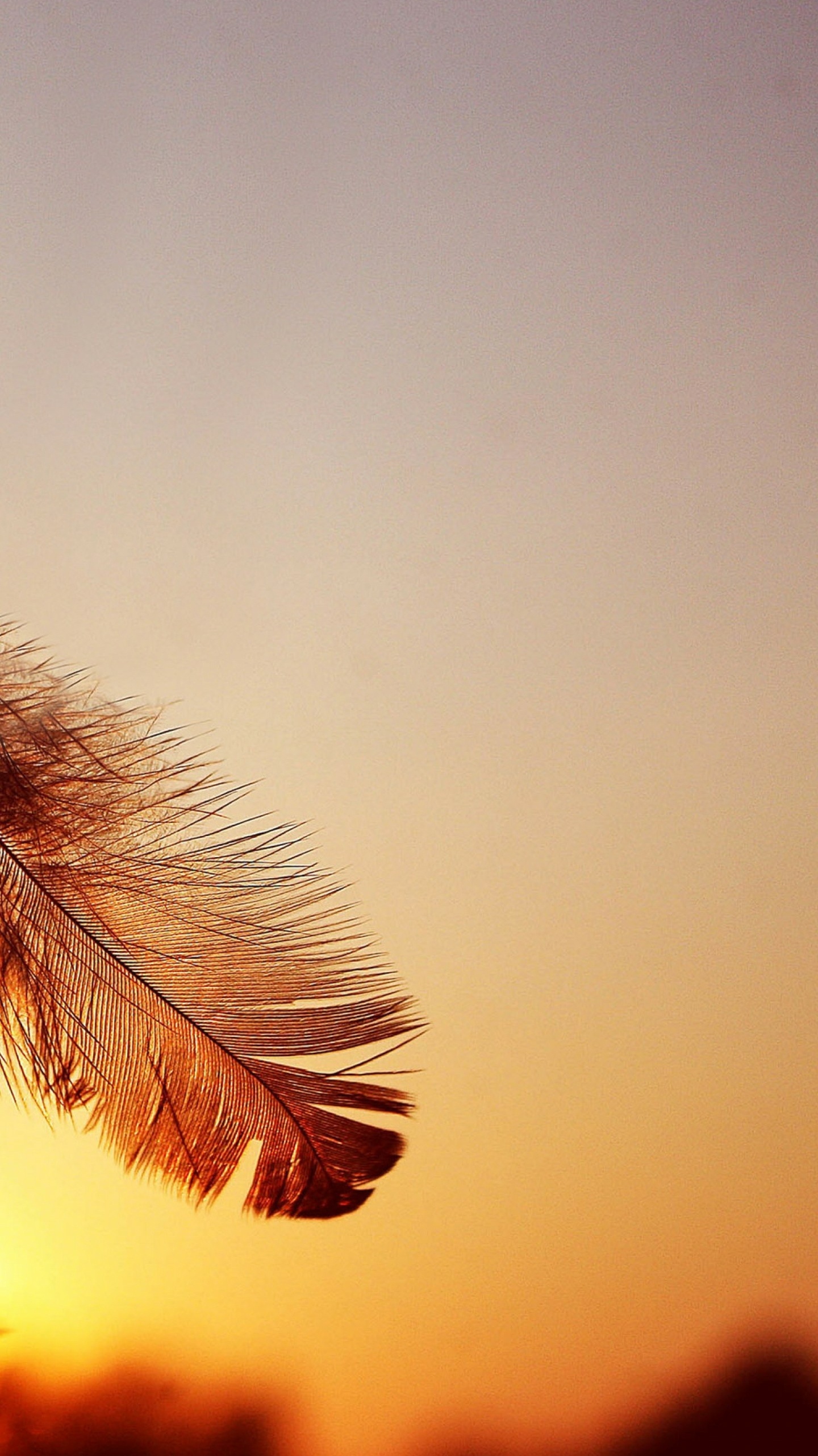 Обои андроид, смартфон, крупный план, Апельсин, лист в разрешении 1440x2560