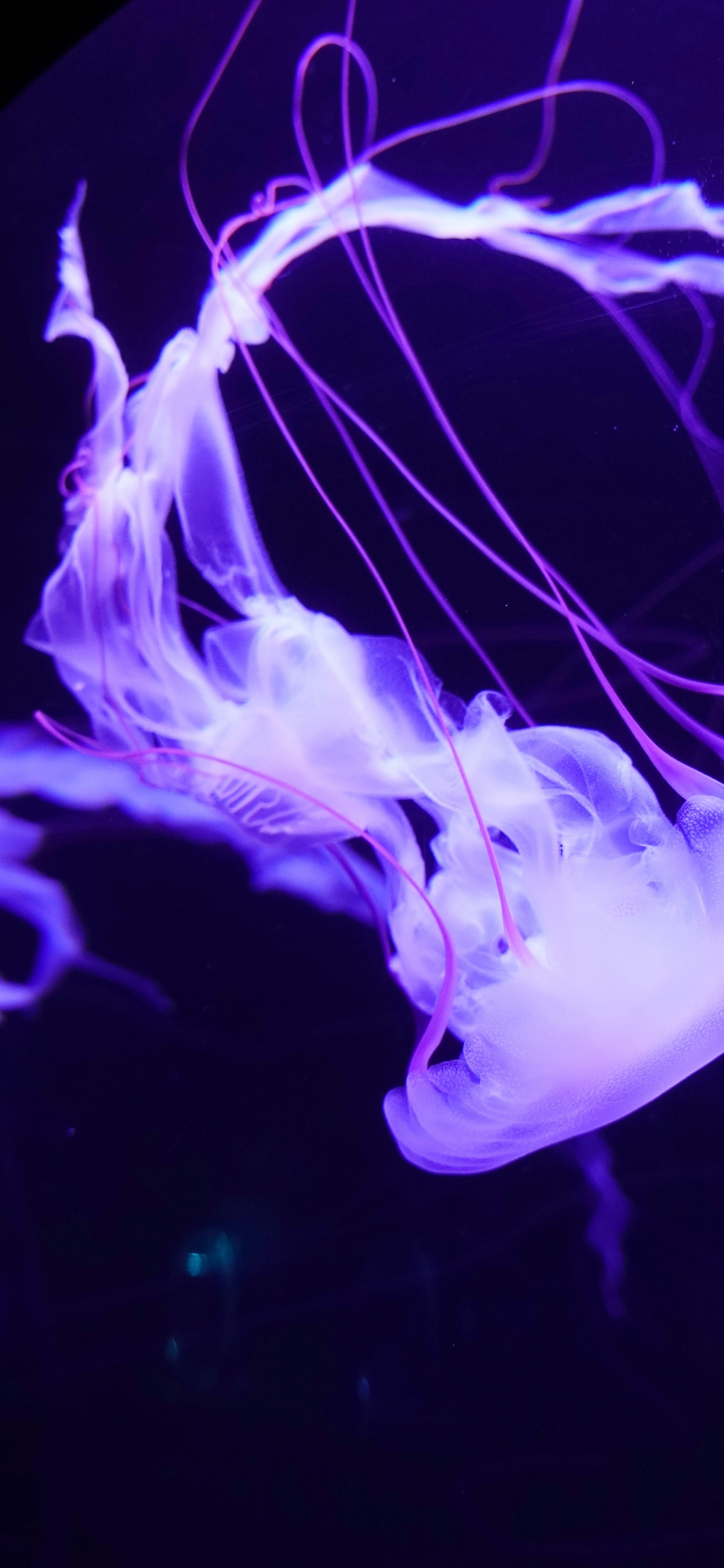 Обои свет, пурпур, электрик, Фиолетовый, cnidaria в разрешении 1242x2688