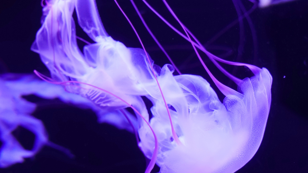Обои свет, пурпур, электрик, Фиолетовый, cnidaria в разрешении 1280x720