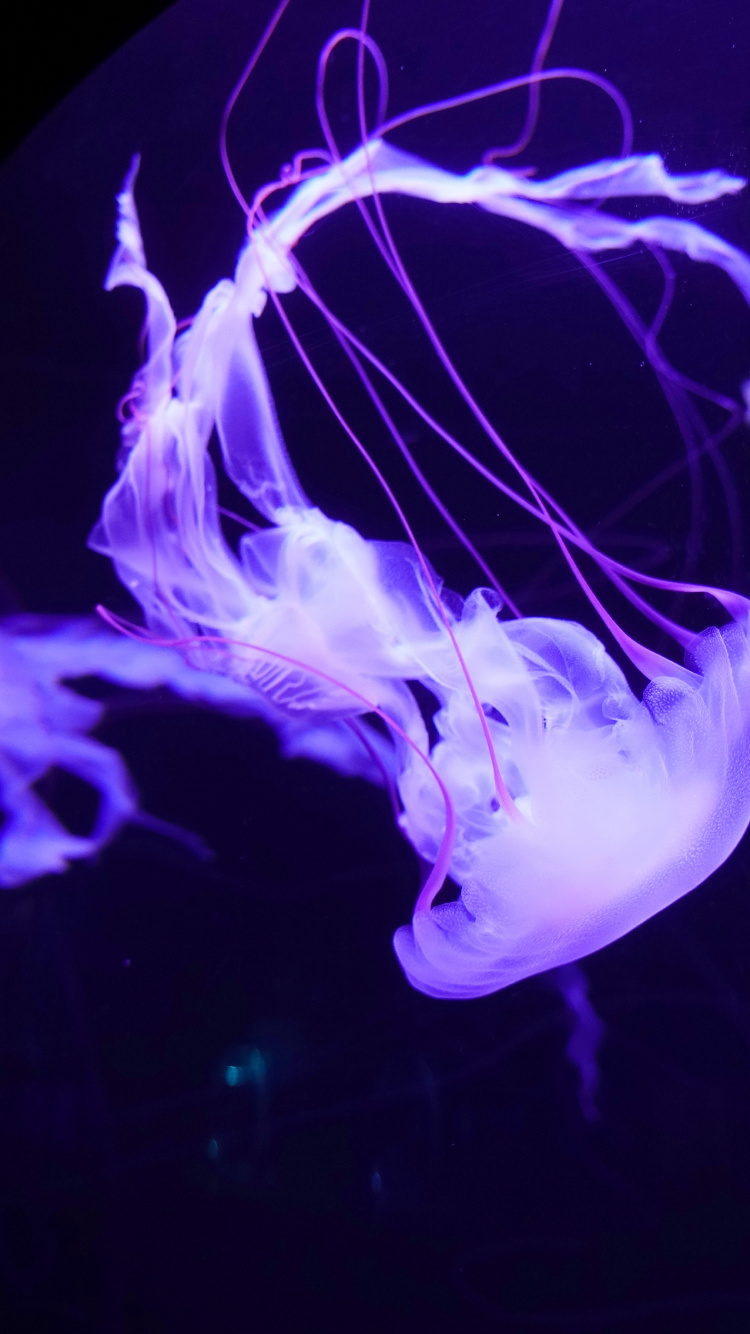 Обои свет, пурпур, электрик, Фиолетовый, cnidaria в разрешении 750x1334