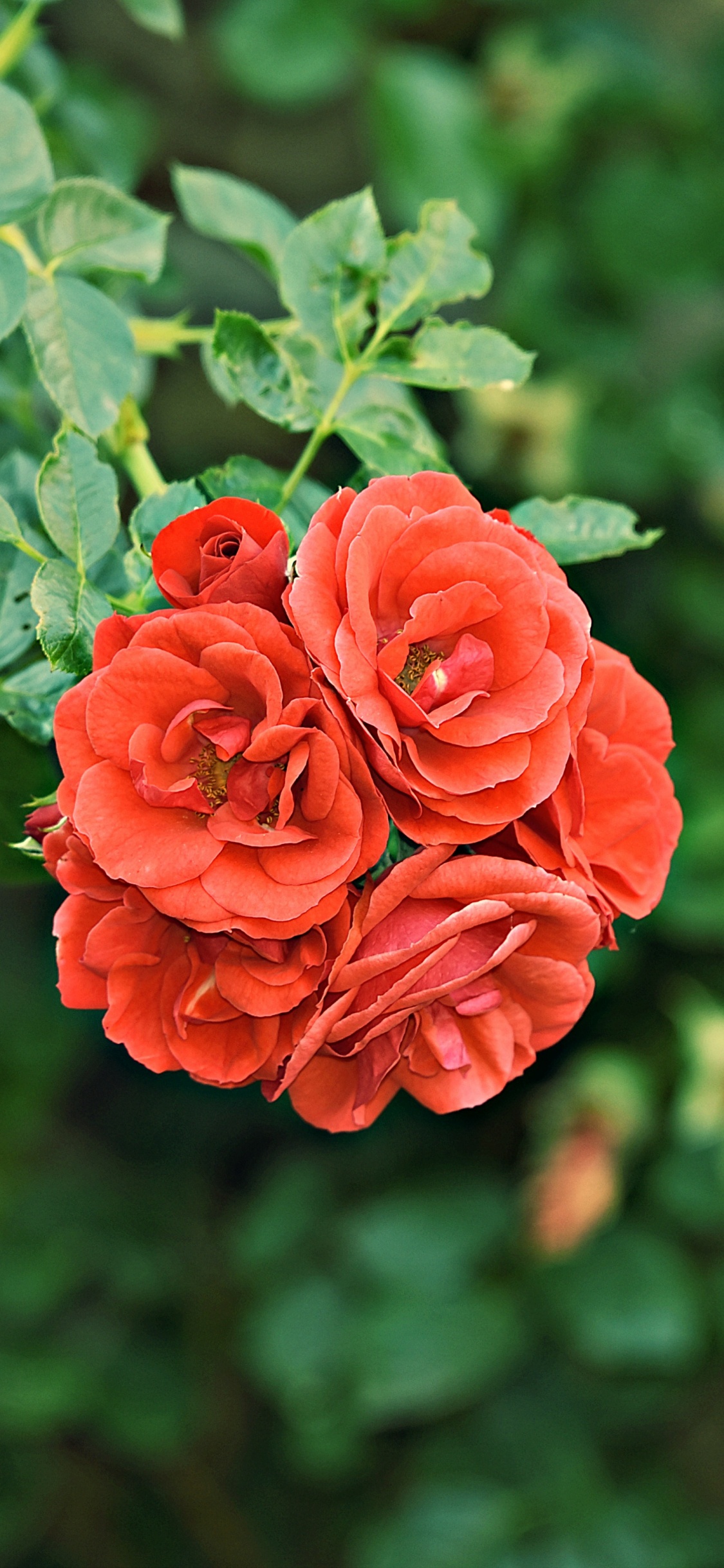 Обои цветок, Роза, сад, Джулия Чайлд Роза, красный цвет в разрешении 1125x2436