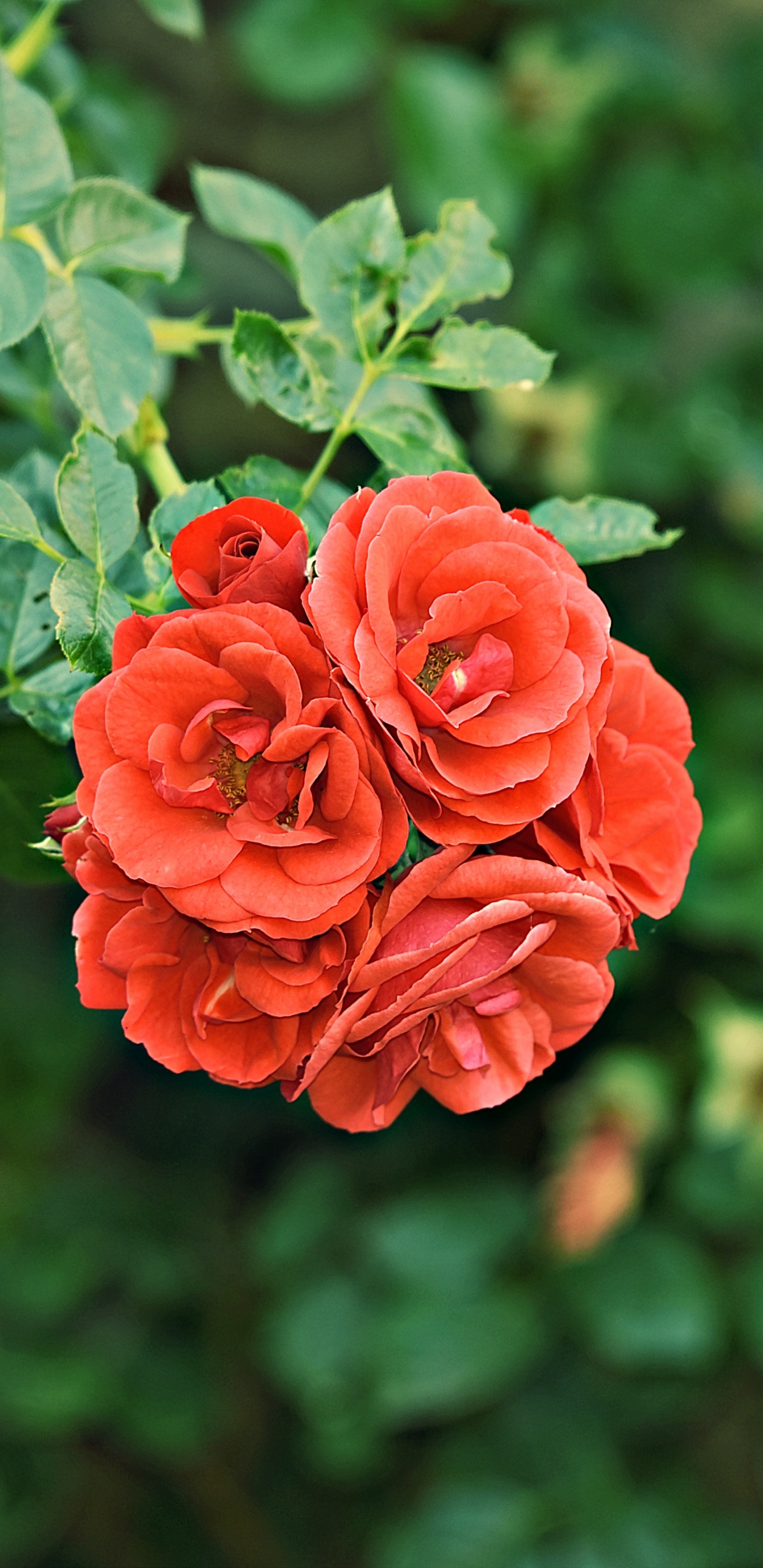 Обои цветок, Роза, сад, Джулия Чайлд Роза, красный цвет в разрешении 1440x2960