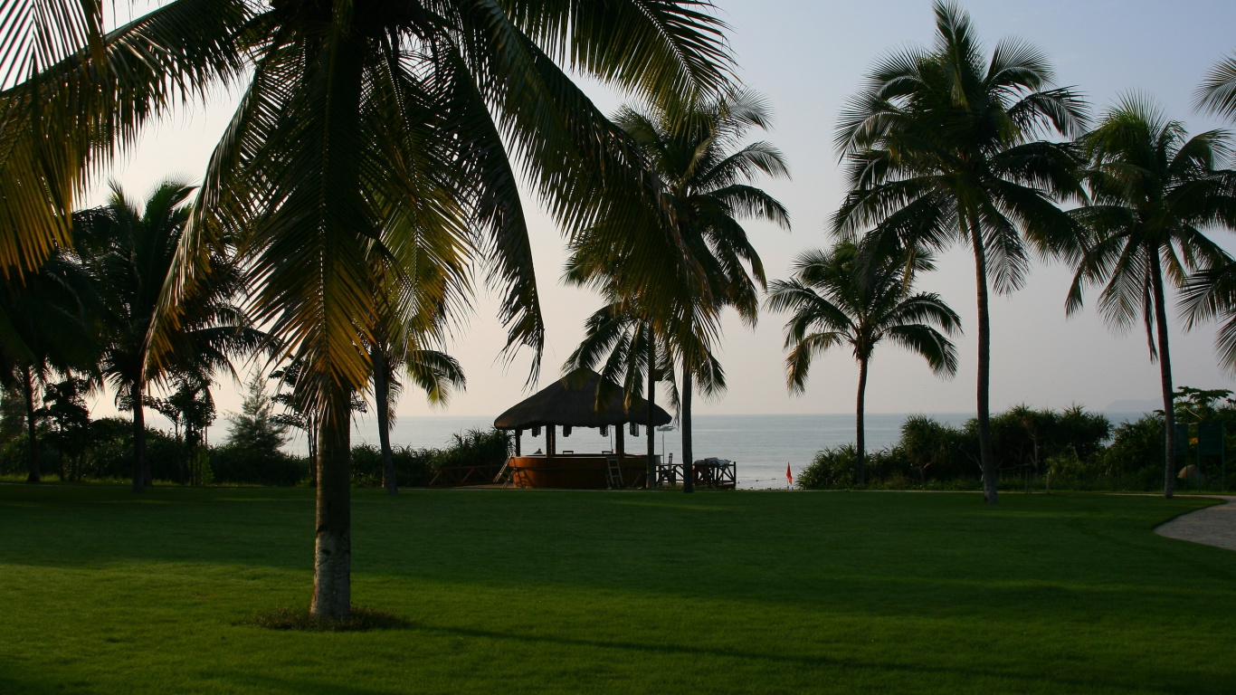 Обои Пальма, тропическая зона, прибежище, газон, пальмы в разрешении 1366x768