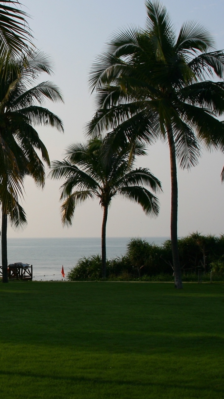 Обои Пальма, тропическая зона, прибежище, газон, пальмы в разрешении 720x1280