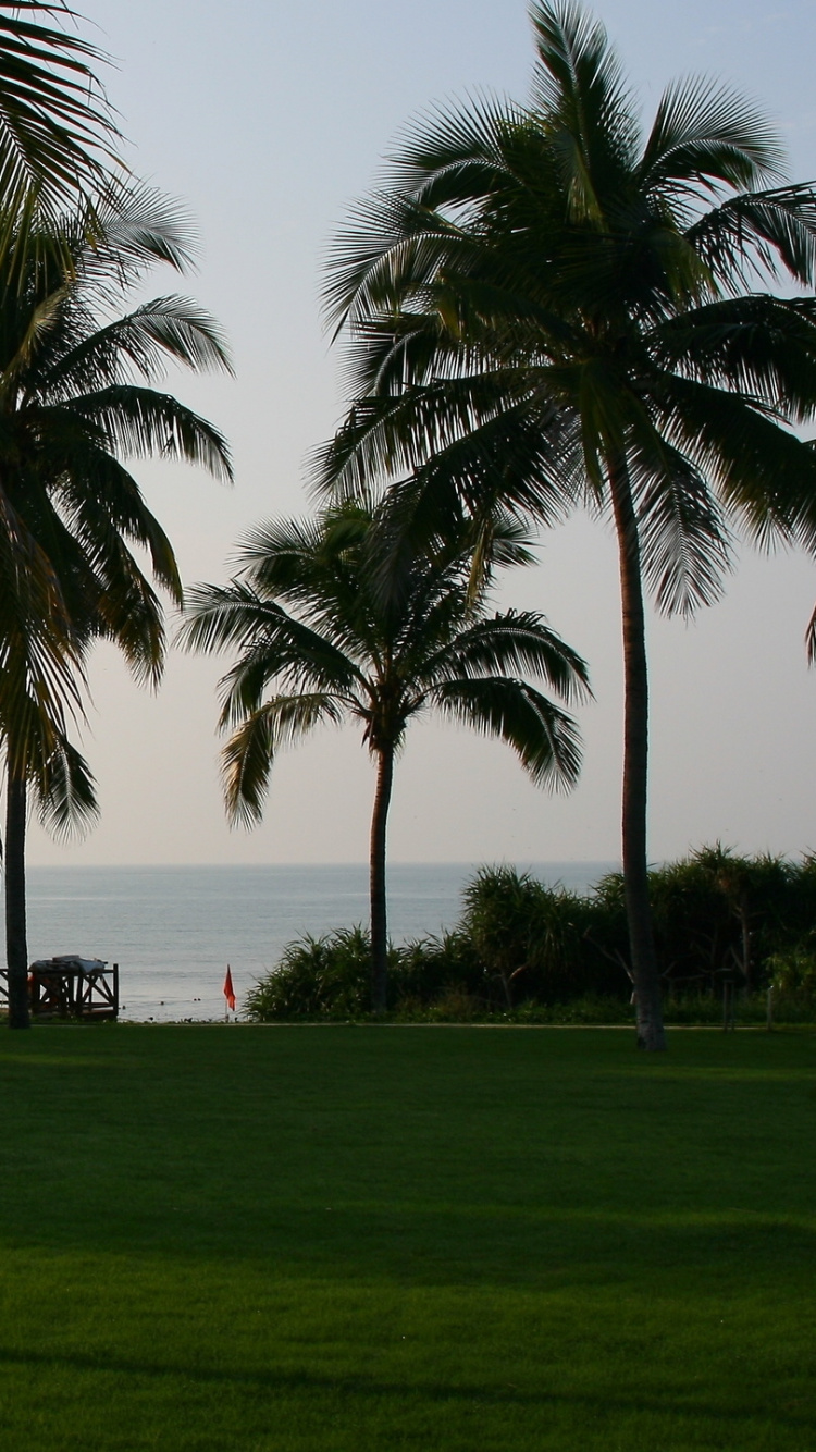 Обои Пальма, тропическая зона, прибежище, газон, пальмы в разрешении 750x1334