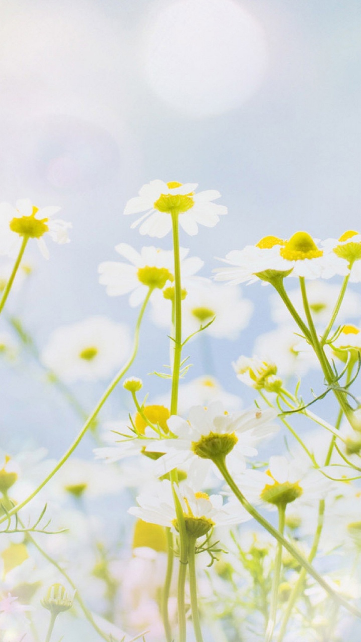 Обои цветок, желтый, цветковое растение, полевой цветок, весна в разрешении 720x1280