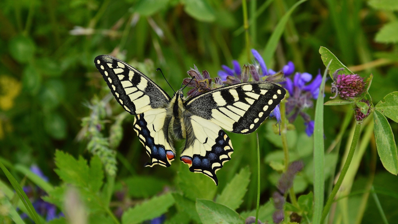 Обои насекомое, мотыльки и бабочки, бабочка, беспозвоночных, опылитель в разрешении 1366x768