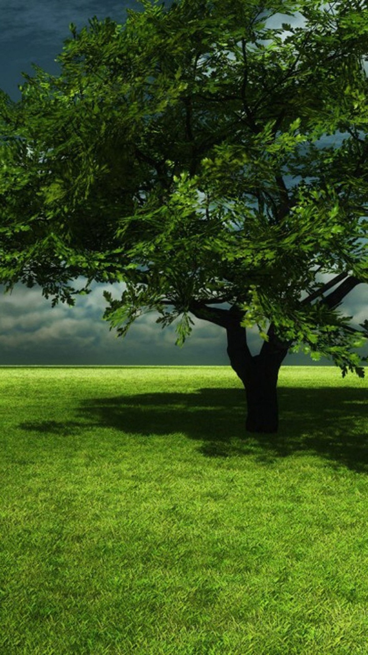 Обои дерево, природа, газон, растение, ветвь в разрешении 720x1280