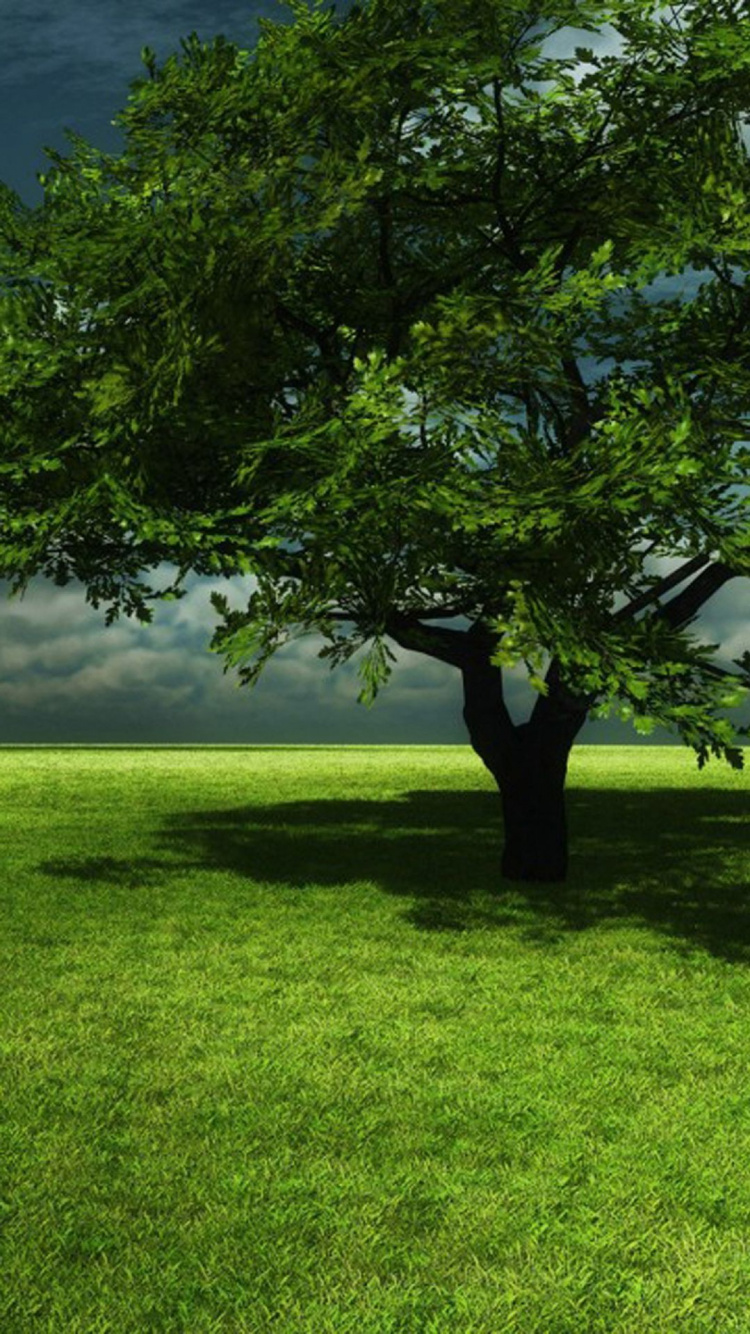 Обои дерево, природа, газон, растение, ветвь в разрешении 750x1334