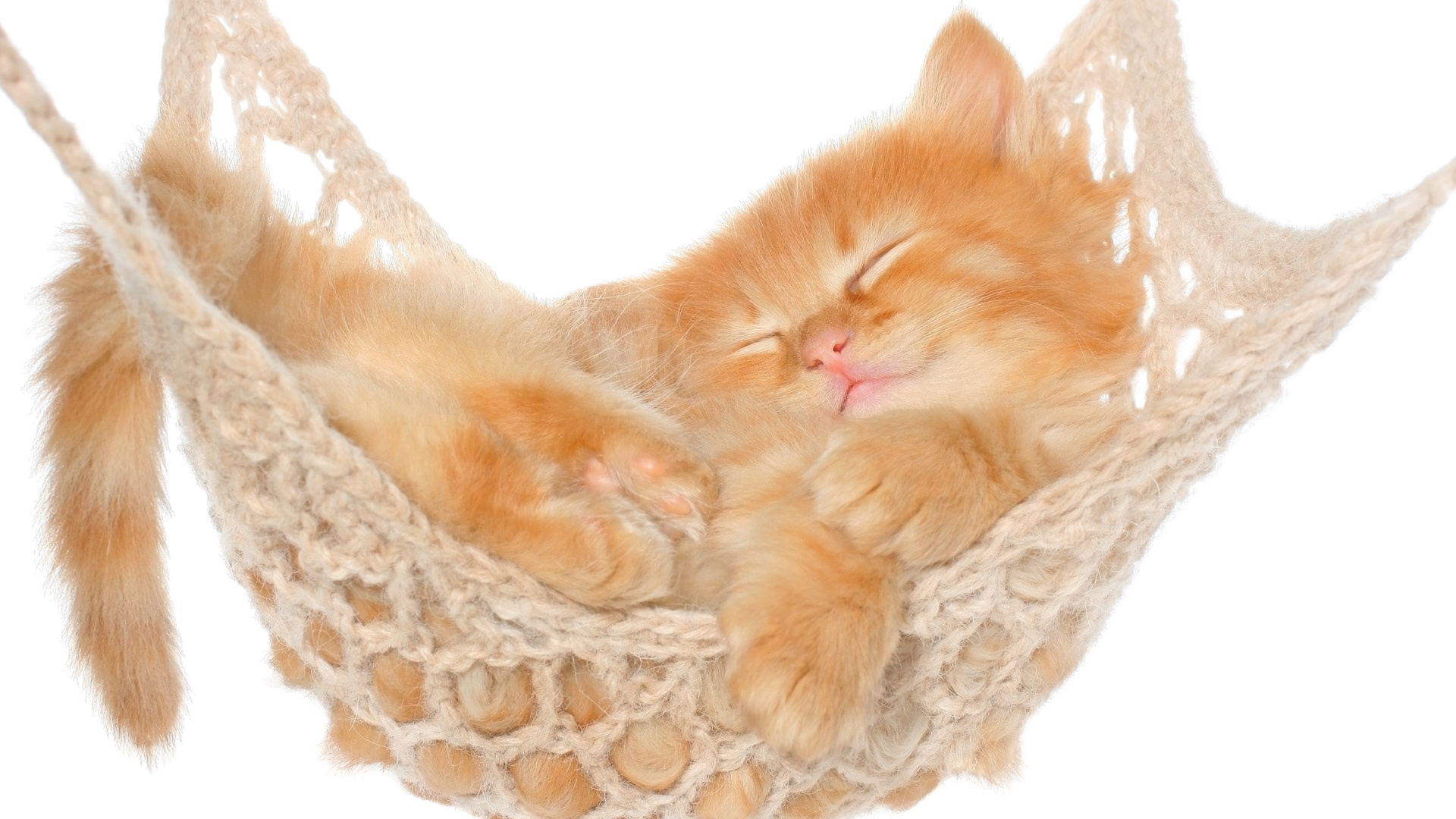 Обои котенок, кошачьих, мех, животные, мелкие и средние кошки в разрешении 1920x1080