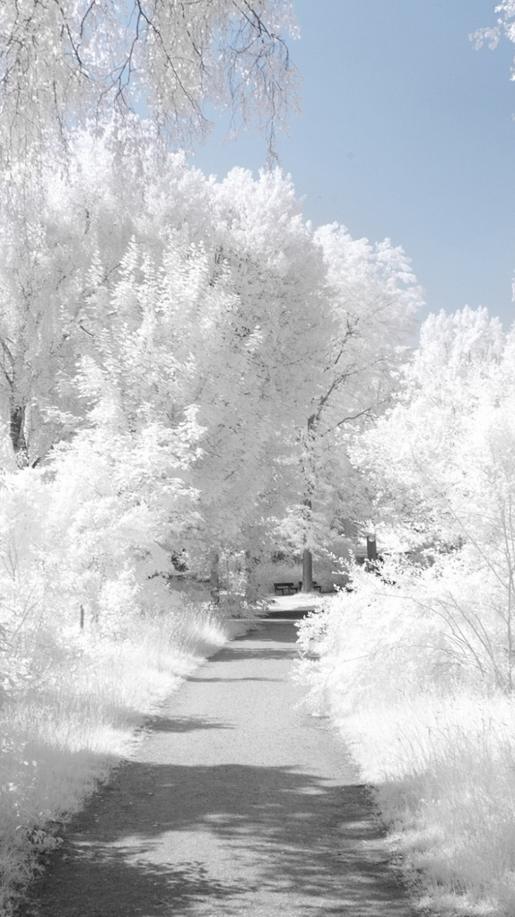 Обои зима, снег, дерево, замораживание, мороз в разрешении 750x1334