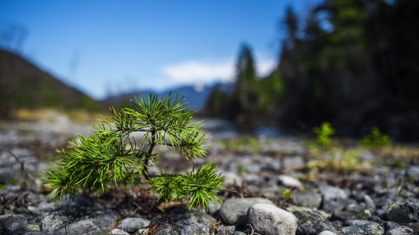 Обои природа, растительность, дикая местность, рок, дерево в разрешении 1366x768