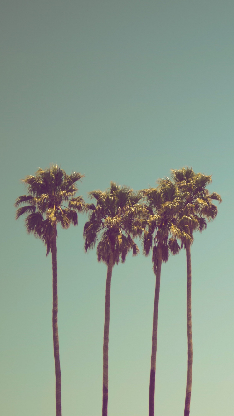 Обои Пальма, дерево, растение, стебель растения, Sonnenmdchen в разрешении 750x1334