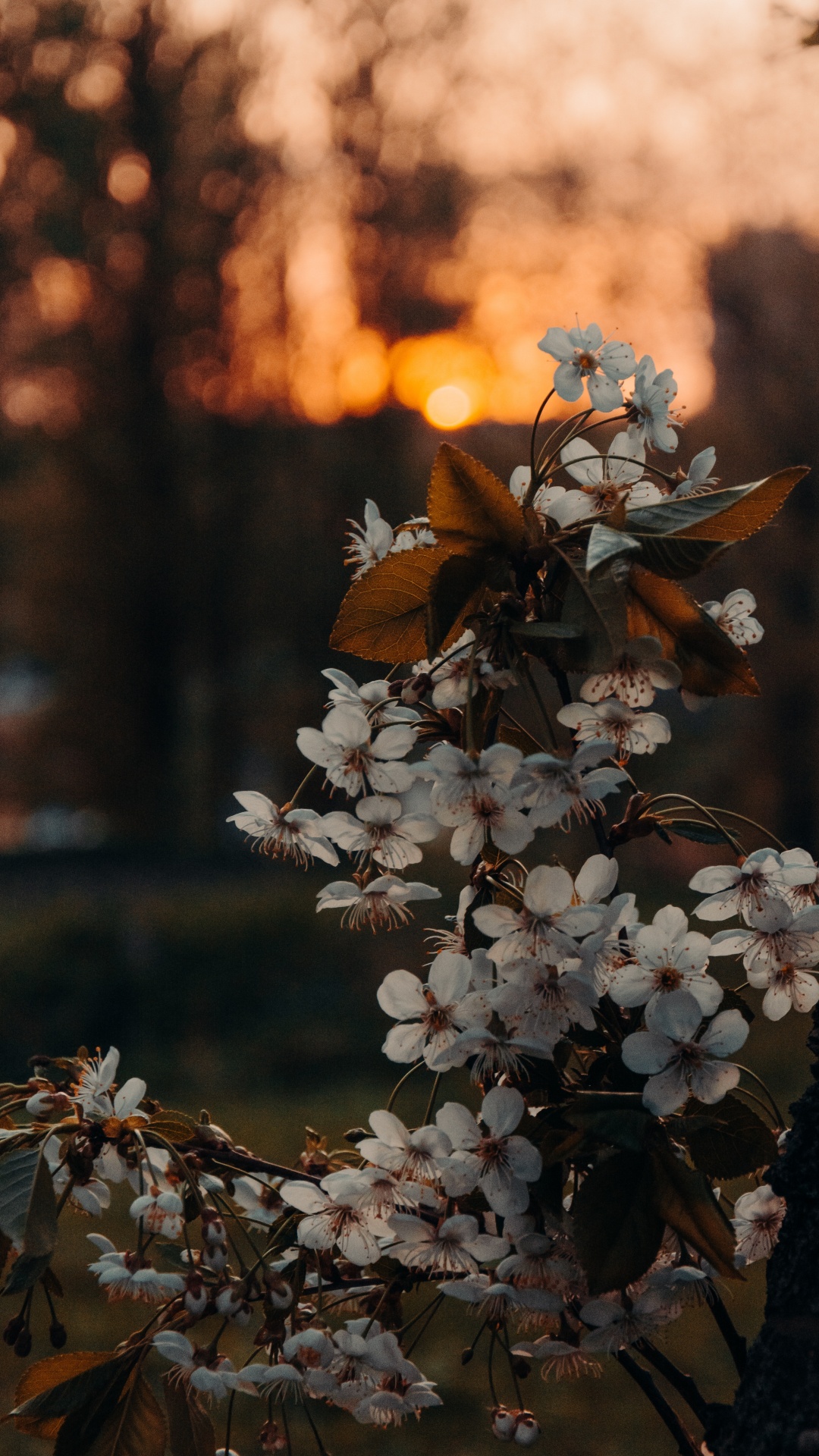 Обои коричневый цвет, цветок, растение, ветвь, прут в разрешении 1080x1920