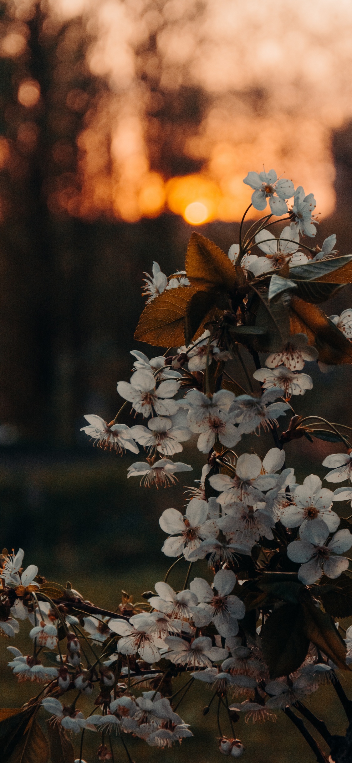 Обои коричневый цвет, цветок, растение, ветвь, прут в разрешении 1125x2436