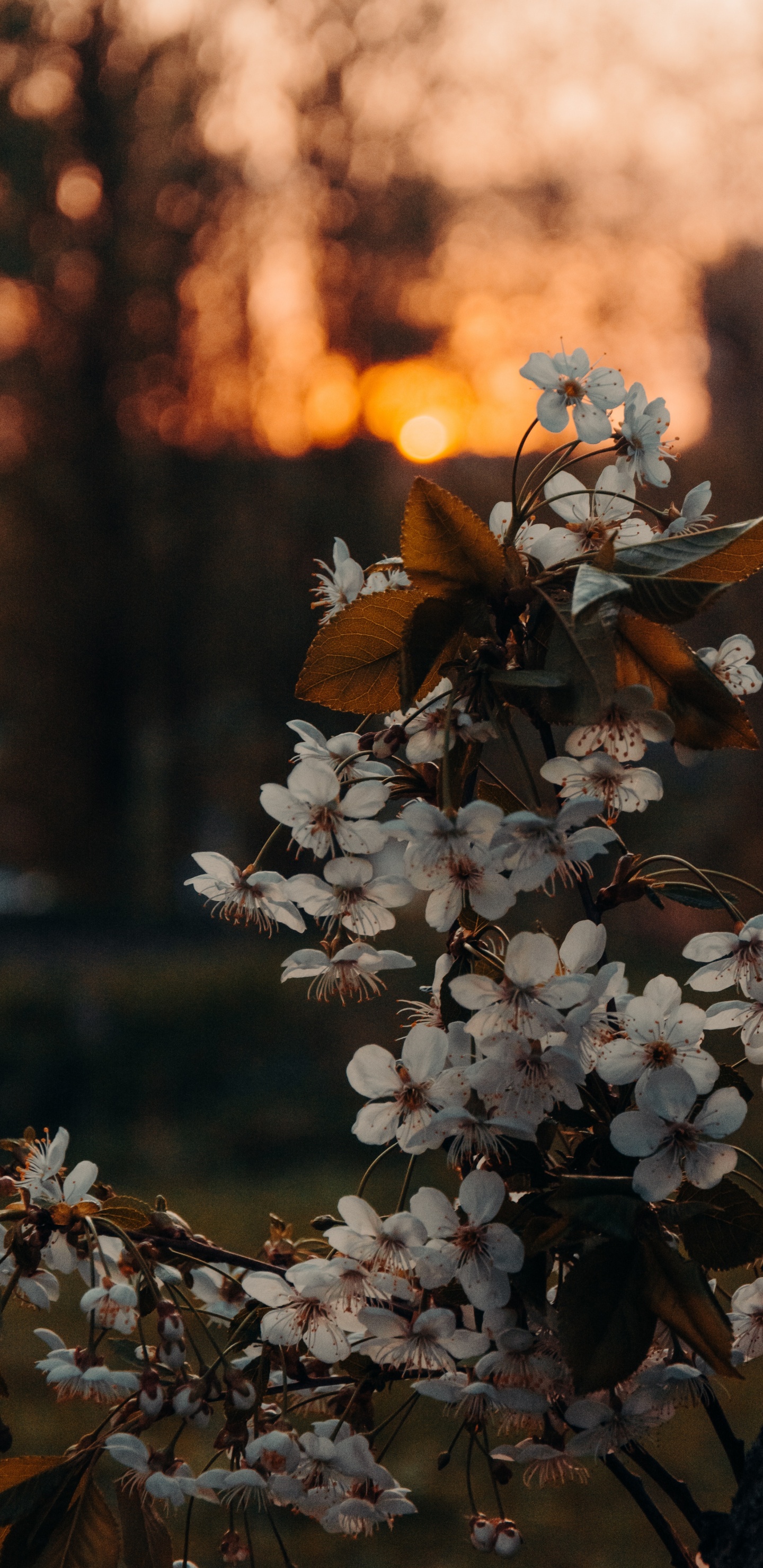 Обои коричневый цвет, цветок, растение, ветвь, прут в разрешении 1440x2960