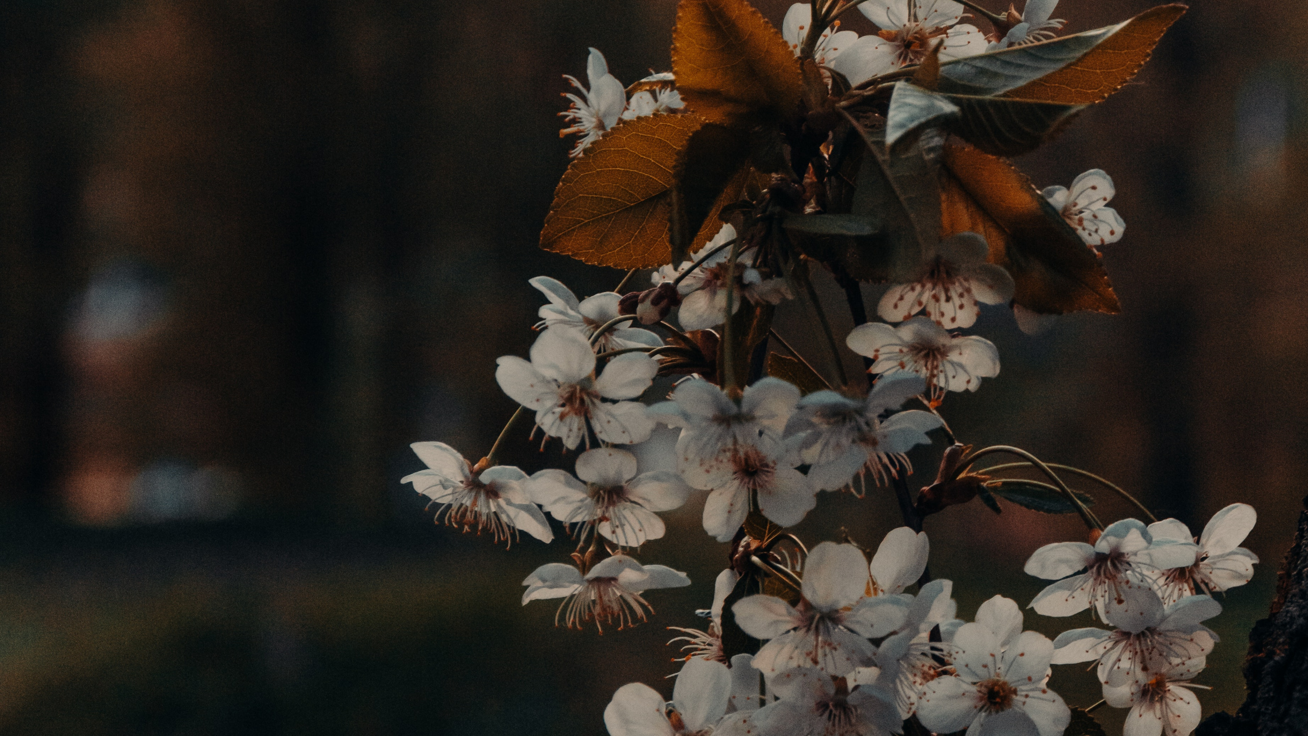 Обои коричневый цвет, цветок, растение, ветвь, прут в разрешении 2560x1440