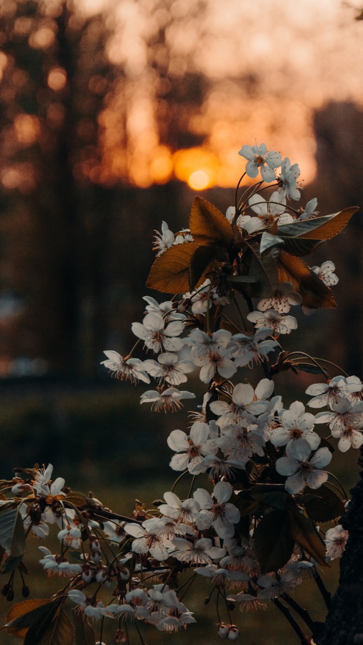 Обои коричневый цвет, цветок, растение, ветвь, прут в разрешении 720x1280