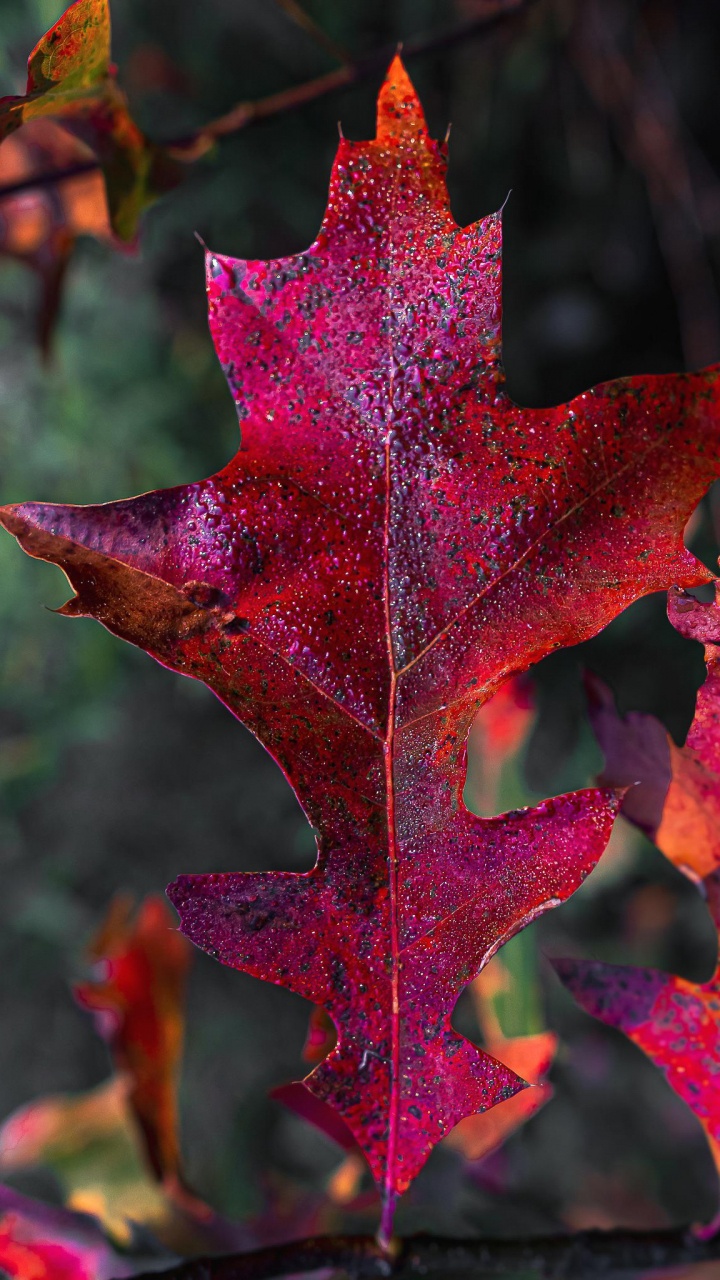 Обои лист, стебель растения, биология, наука, коричневый цвет в разрешении 720x1280